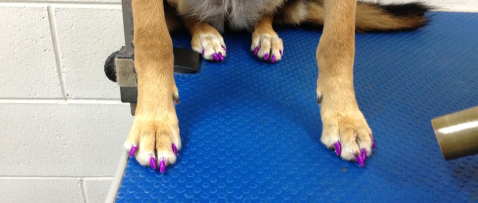 Daisy.nails