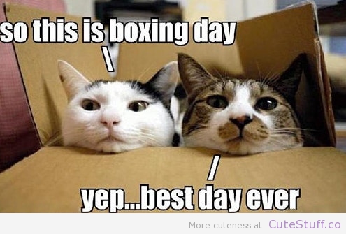cats-on-boxing-day.jpg