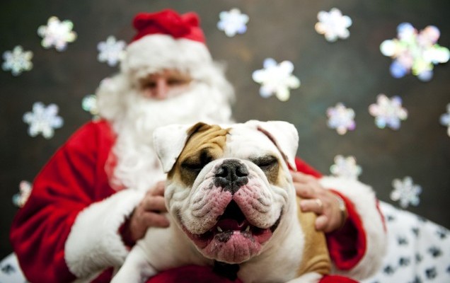 santa bulldog 2015