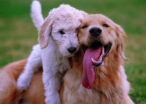 happy dogs kennel prices