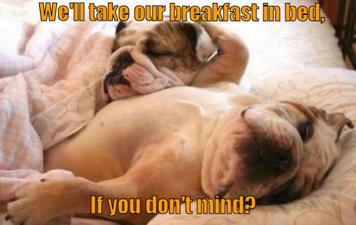 funny-dog-picture-breakfast-in-bed