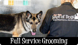 Full Service Dog Grooming