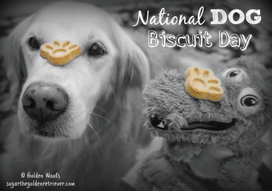 biscuit day