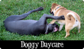 Dog Daycare