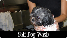 Self Dog Wash