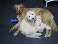 Hallie and Mollie (12).JPG