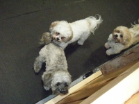 Taffy Buddy Tinkerbell 3.JPG